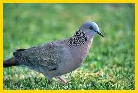 10 Hewan Pemakan Biji Bijian