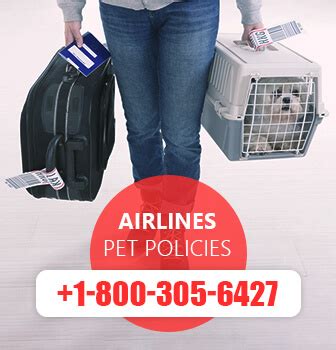 Spirit airlines is committed to delivering the best value in the sky. Spirit Airlines Pet Policy | Pet Reservations | Carrier Fees