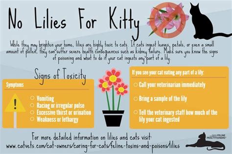 We did not find results for: Beware: Easter Lilies Are Toxic To Cats - CatTime