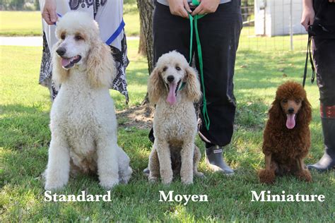 Mini Moyen And Standard All American Poodle