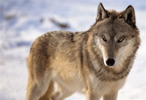 We Are Going To Court To Save The Gray Wolf Wildearth Guardians