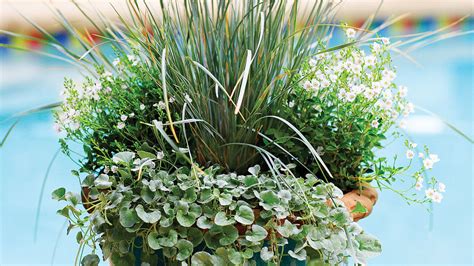 20 Best Shade Plants For Containers Sunset Magazine