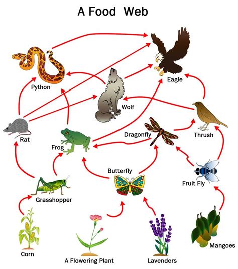 Food Chains And Food Webs Food Chain Activities Food Chain Worksheet