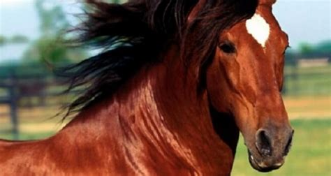 Rete un'ampia gamma di servizi: Palermo, anziano ucciso dal calcio di un cavallo | Ultime ...