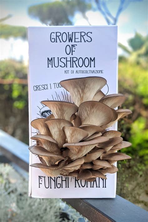 Gourmet Mushroom Grow Kits Mushroom Grow Kits