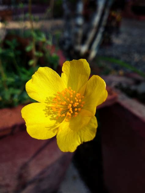 Free Stock Photo Of Flower Spring Flower Yellow Flower