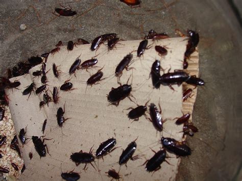 Diy Pest Control Service Bed Bugs Control Services Cockroaches Control Services