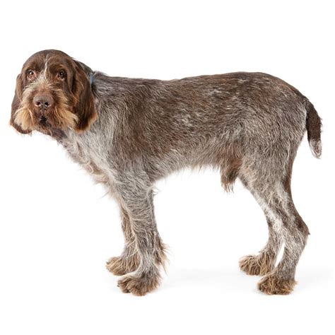 Spinone Italiano Dog Breed Everything About Spinone Italiano