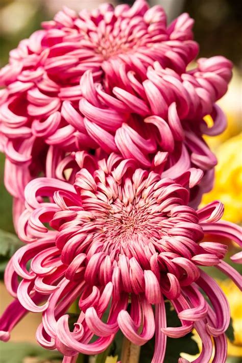 Florida annual flowers offer the most variety and vibrant colors for you to choose from. 15 Best Annual Flowers - Annual Flowers List