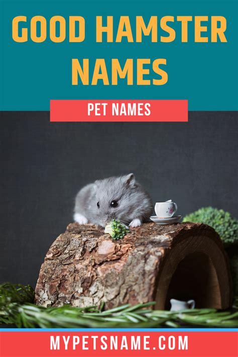 Top Ten Best Hamster Names Imagesee