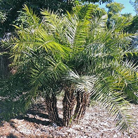 The Best Pygmy Date Palm Seeds I Tested 10 Varieties And Found The Winners