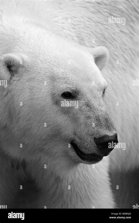 Adult Male Polar Bear Ursus Maritimus Stock Photo Alamy