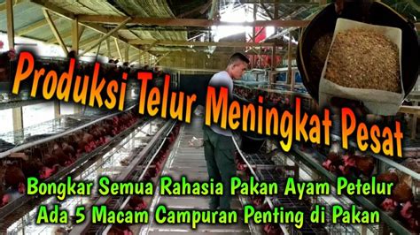 Видео kandang ayam petelur 1 канала anang sasongko. Rahasia Sukses Usaha Peternakan Ayam Petelur - YouTube