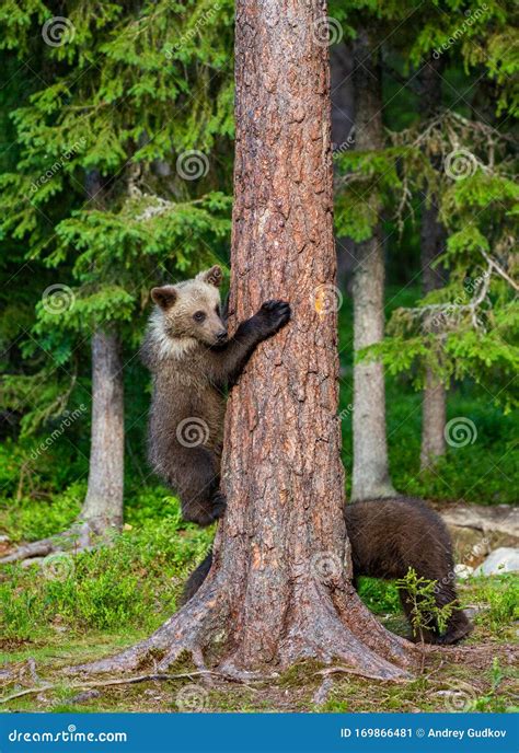 Bear Cub Climbed A Tree Summer Stock Image Image Of Little Cubs
