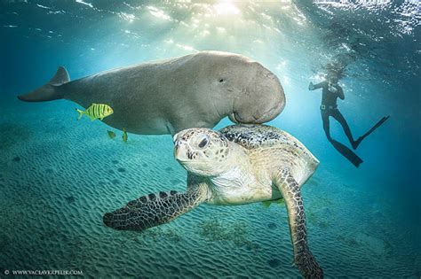 Dugongs and mantees are beautiful creatures. Dugong Photos on a Single Breath - Underwater Photography ...