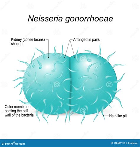 Gonorrhea Is A Sexually Transmitted Infection Caused By The Bacterium Neisseria Gonorrhoeae