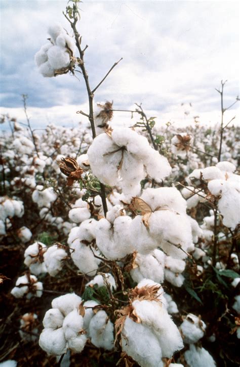 Crop of Cotton - CSIRO Science Image - CSIRO Science Image