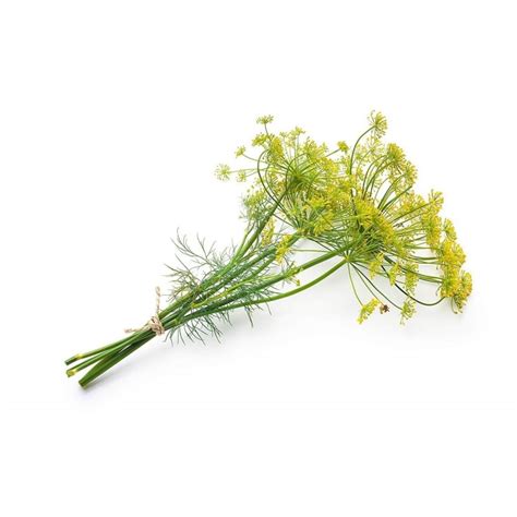 Dill Seeds Anethum Graveolens Price €160