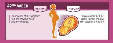 Week By Week Pregnancy Chart Natural Birth And Baby Care Com