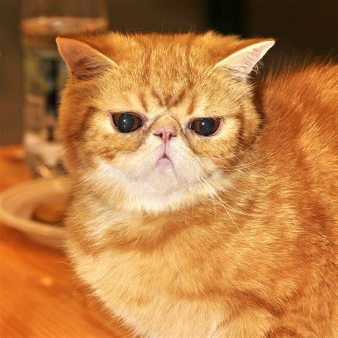 Red Cat Exotic Shorthair Stock Photo Image Of Close 64969686