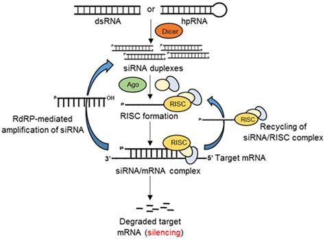 Frontiers Rna Interference Rnai As A Potential Tool For Control Of
