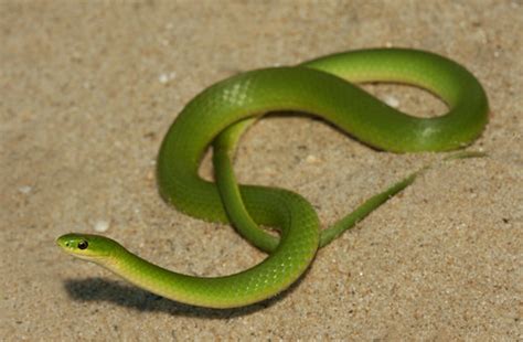 The Herping Michigan Blog Green With Envy