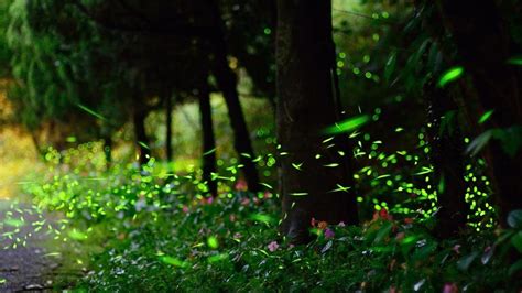 Free Download Fireflies Wallpapers X For Your Desktop Mobile Tablet Explore