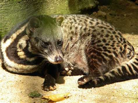 Free shipping (u.s) & only $5 international. Civet Wallpapers Backgrounds