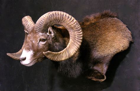 Armenian Mouflon Sheep Taxidermy Mount
