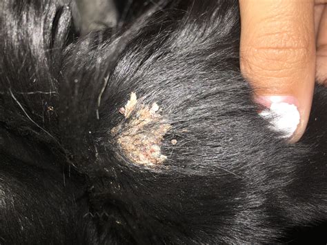 My Dog Has A Thick Crumbly Like Scab On His Left Ear At One Point We