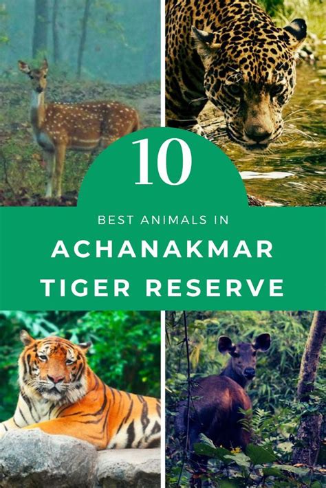 10 Famous Animals Of Achanakmar Tiger Reserve | Wildlife facts, Project