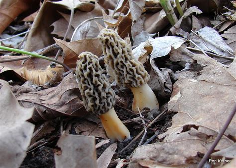 Morel Mushrooms At Indiana Mushrooms