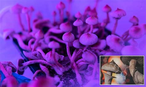 Active Ingredient In Magic Mushrooms Could Help Treat Mental Health