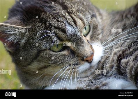 Funny Animals Tabby Cat Stock Photo Alamy