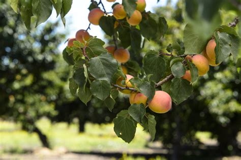 A fruit tree is a tree which bears fruit that is consumed or used by humans and some animals — all trees that are flowering plants produce fruit. Fruit Trees - Home Gardening Apple, Cherry, Pear, Plum ...