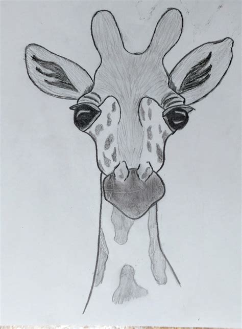 Giraffe Head Drawing At Explore Collection Of