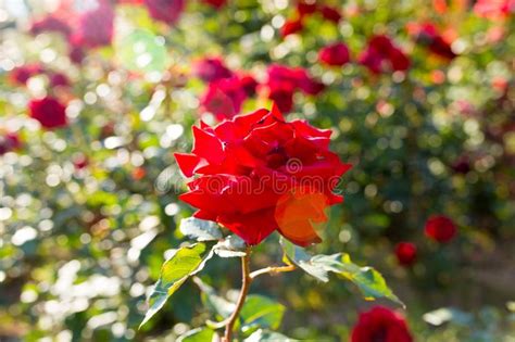 Red Rose In A Park On The Nature Stock Image Image Of Blossom Plant