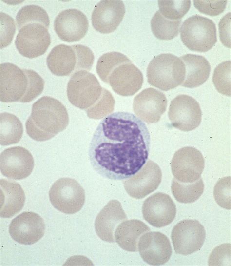 Monocyte Junglekeyfr Image