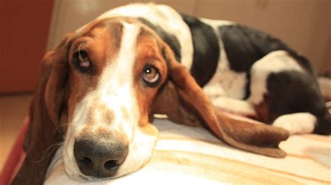 14 Signs Youre A Crazy Basset Hound Person And Damn Proud To Be