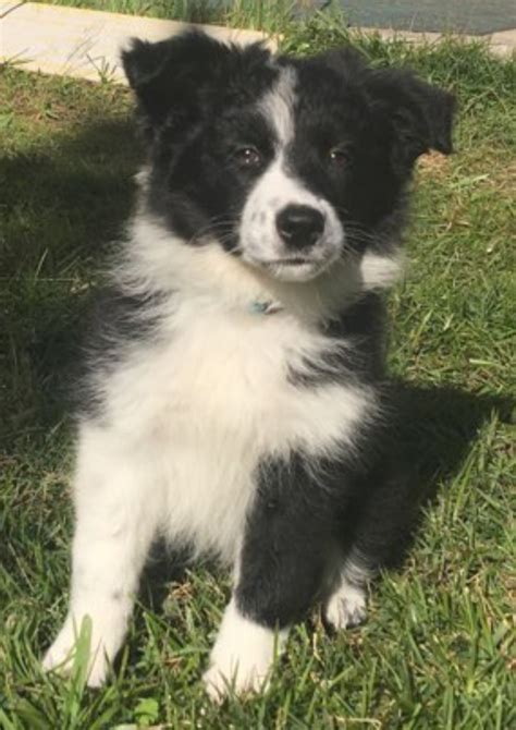 Border Collie Puppies For Sale Williston Fl 287257