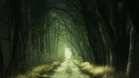 Dark Nature Forest Outdoors Grim Tree Forest Free Stock Video And Footage