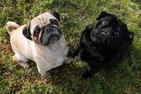 Free Download Pugs Images A Fawn Pug And A Black Pug Hd Wallpaper And