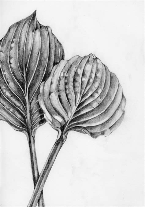 Graphite Drawing Of Two Hosta Leaves Botanical Drawings Botanical