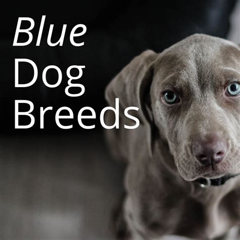 What kind of question is that? Blue Dog Breeds—What Makes Them so Beautiful? | PetHelpful