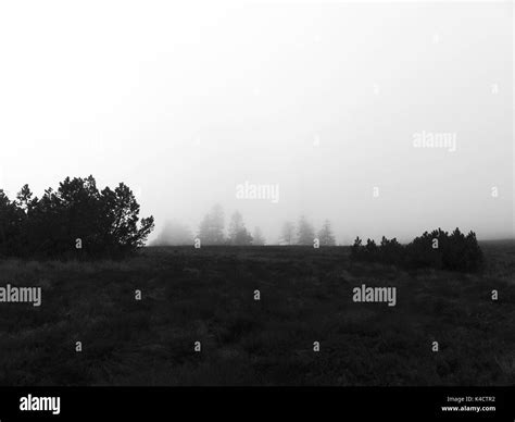 Moor Vegetation Black And White Stock Photos And Images Alamy