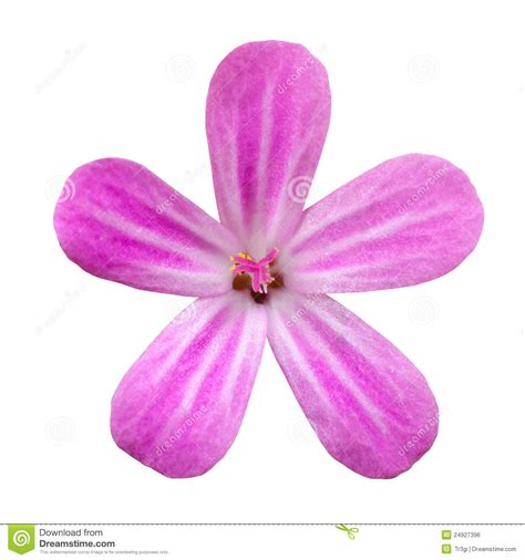 Pink Five Petal Flower Isolated On White Stock Photo