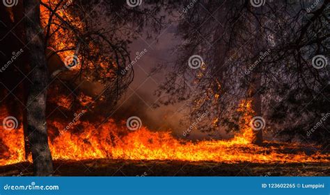 Wildfire Burning Pine Forest Stock Image Image Of Nature Smoke