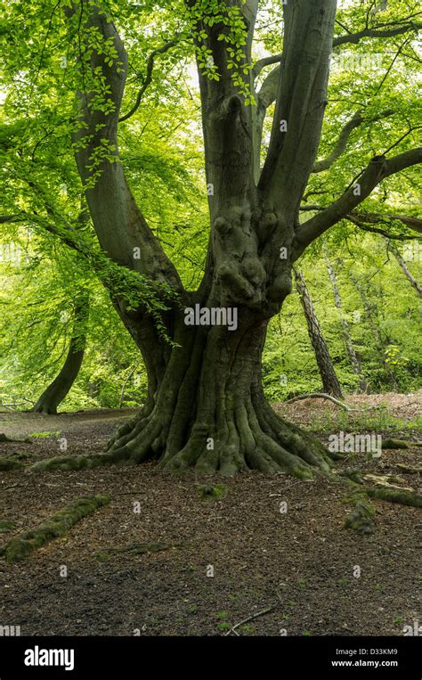Beech Tree Hi Res Stock Photography And Images Alamy