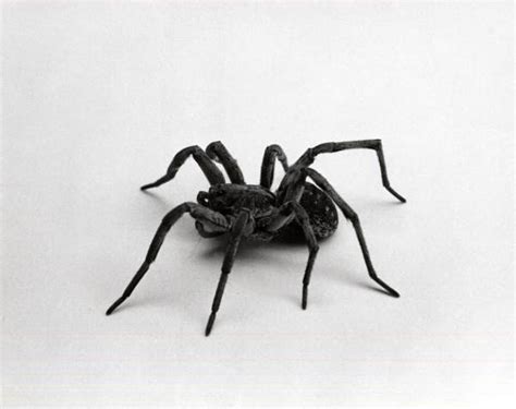 Make sure your home & yard is protected from spiders and other poisonous pests with help from black widow spider information & identification. Florida Memory • Wolf spider