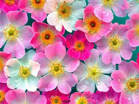 Cute Flowers Wallpaper Hd Skilal 457278